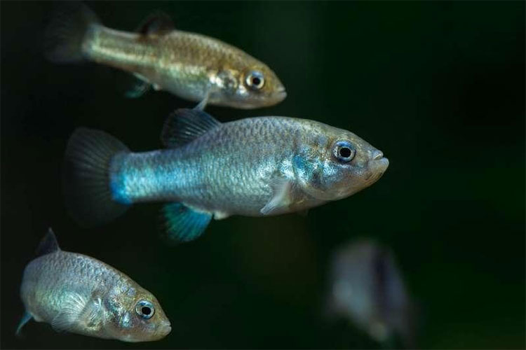 ca-devil-hole-pupfish