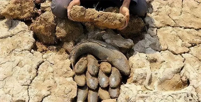 ca-phoi Các nhà khoa học đã nghiên cứu cá phổi để tìm ra phương pháp cứu sống với bệnh nhân nguy cấp.