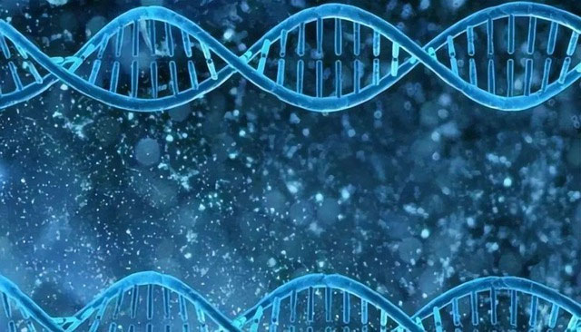 chuoi-gene-2 Cận huyết làm tăng nguy cơ khiếm khuyết di truyền.