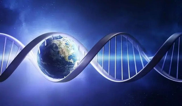 chuoi-gene-3 Giao phối cận huyết là phương pháp nhân giống không được khuyến khích.