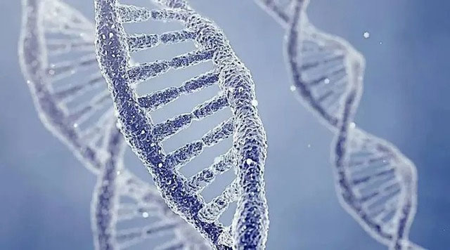 chuoi-gene Cận huyết sẽ khiến đột biến gene tích lũy do sự giống nhau về di truyền cao.