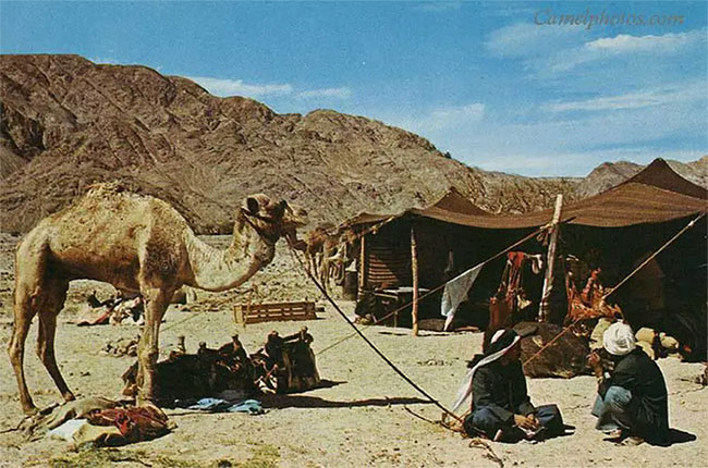 cuoc-song-tren-sa-mac-2 Người Bedouin được gọi là những người du mục thích lang thang trên các sa mạc.