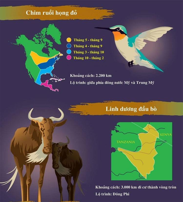 Chim ruồi họng đỏ có khoảng cách di cư là 2200km