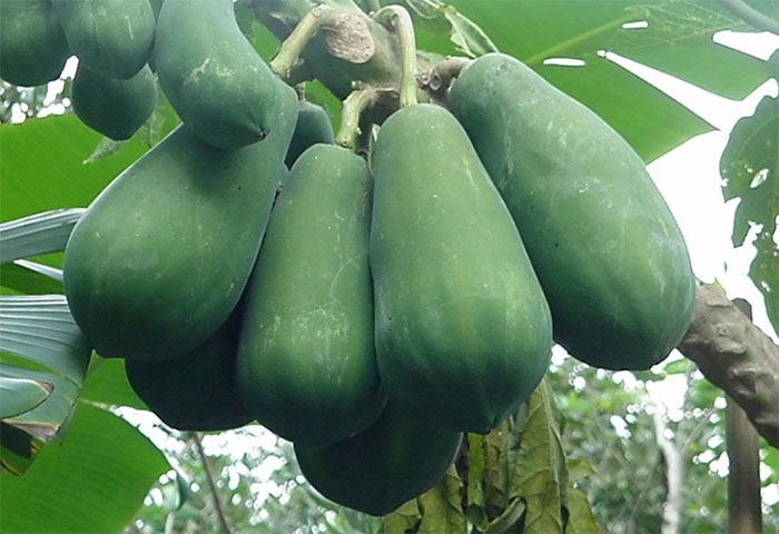 du-du-xanh Đu đủ xanh