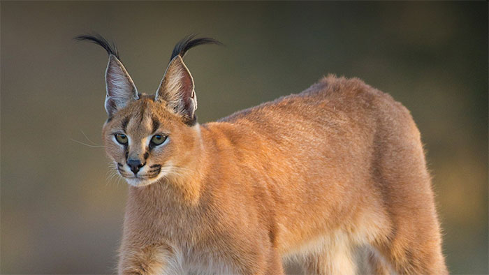 linh-mieu-dong-co-caracal-caracal Linh miêu đồng cỏ Caracal caracal.