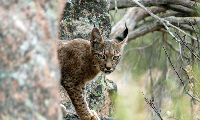 linh-mieu-iberia-lynx-pardinus Linh miêu Iberia là loài mèo có nguy cơ tuyệt chủng cao nhất thế giới.