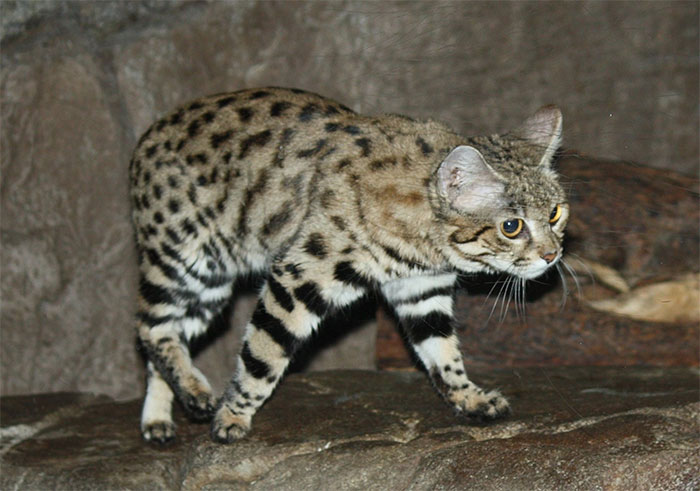 meo-chan-den-felis-nigripes Mèo chân đen Felis nigripes.