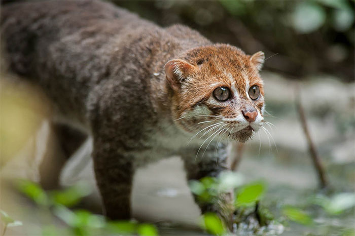 meo-dau-det-prionailurus-planiceps Mèo đầu dẹt Prionailurus planiceps.