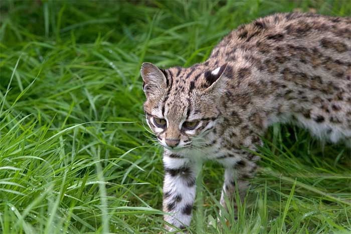 meo-dom-nho-leopardus-tigrinus Mèo đốm nhỏ Leopardus tigrinus.