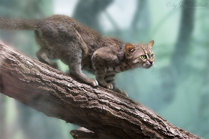 meo-dom-sam-prionailurus-rubiginosus Mèo đốm sẫm Prionailurus rubiginosus.