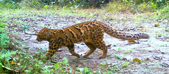 meo-gam-pardofelis-marmorata Mèo gấm Pardofelis marmorata.