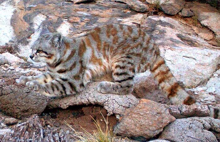 meo-nui-andes-leopardus-jacobita Mèo núi andes Leopardus jacobita.