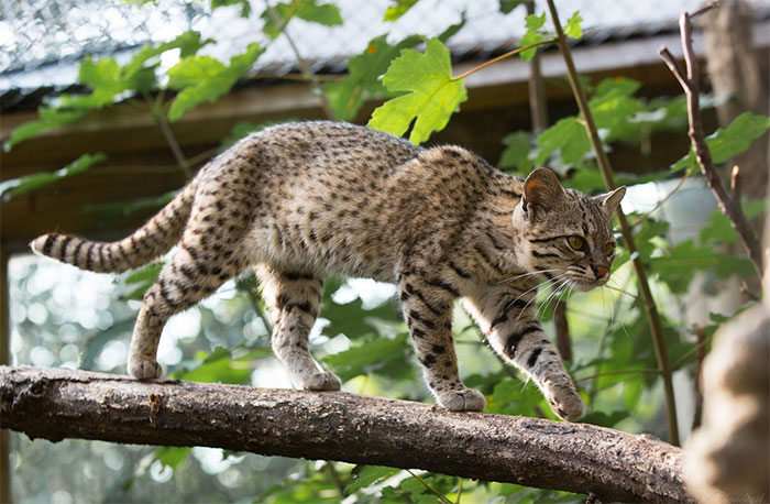 meo-rung-nam-my-leopardus-geoffroyi Mèo rừng nam mỹ Leopardus geoffroyi.