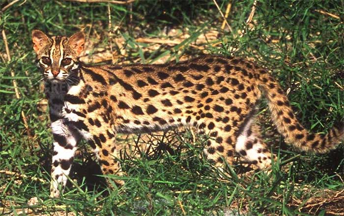 meo-rung-prionailurus-bengalensis Mèo rừng Prionailurus bengalensis được phát hiện ở Trung Quốc.