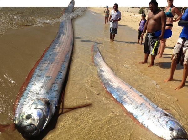 Xác cá Oarfish trôi vào bờ - đó là điềm báo của việc sắp có động đất. Loài "rồng biển" có khả năng dự báo động đất trôi vào biển Việt Nam