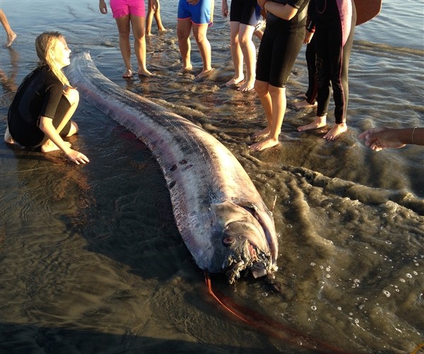 Loài oarfish khổng lồ Loài "rồng biển" có khả năng dự báo động đất trôi vào biển Việt Nam
