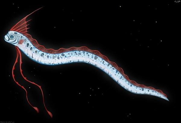 Oarfish có ngoại hình giống như sợi ruy-băng Loài "rồng biển" có khả năng dự báo động đất trôi vào biển Việt Nam