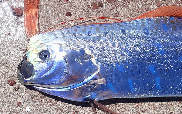 Cá Oarfish Loài "rồng biển" có khả năng dự báo động đất trôi vào biển Việt Nam