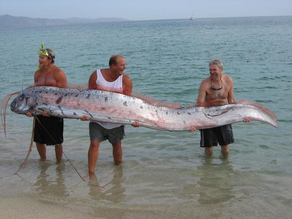 Cá Oarfish không có vây Loài "rồng biển" có khả năng dự báo động đất trôi vào biển Việt Nam