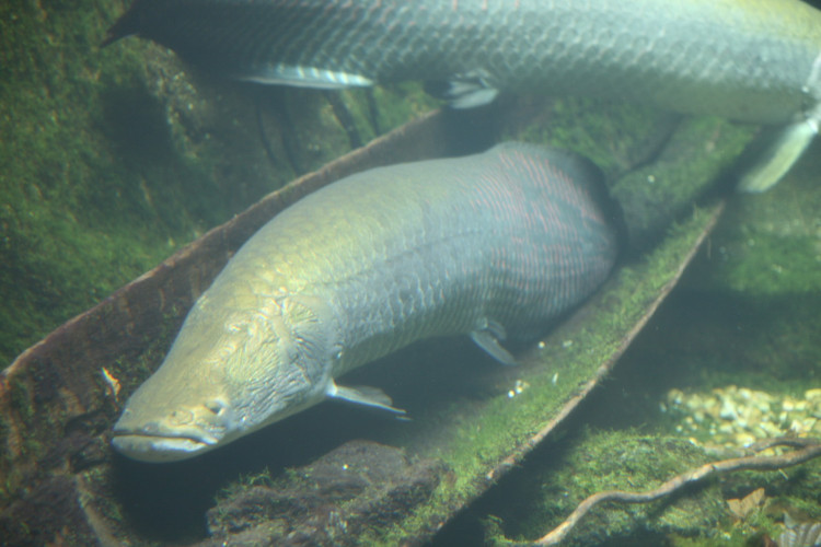 Cá Arapaima Cá Arapaima