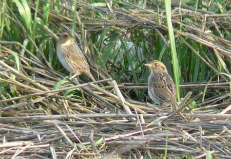 bird1