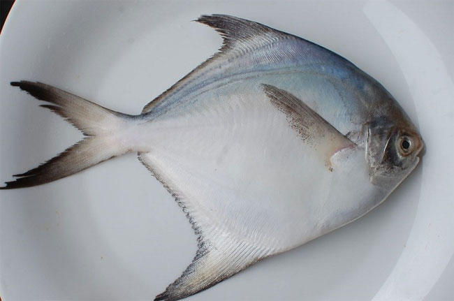 ca-chim-trang Cá chim trắng