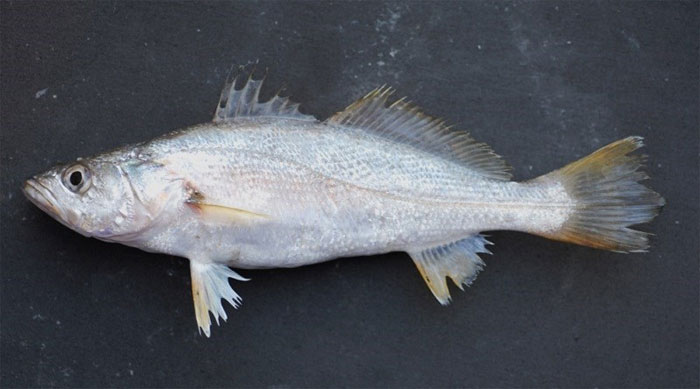 ca-du Cá đù