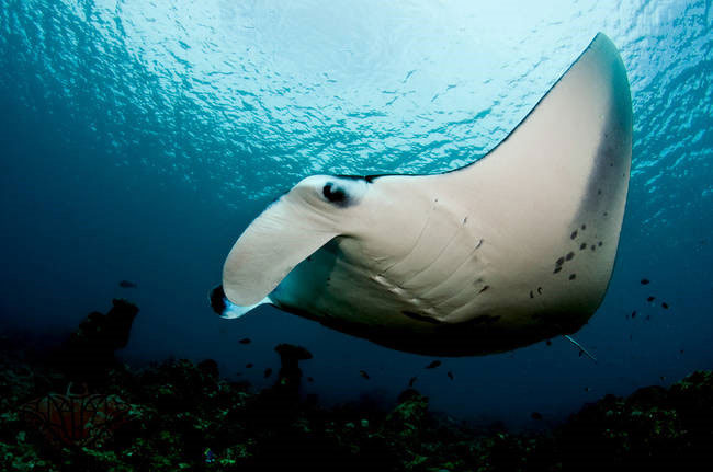 ca-duoi-manta Cá đuối manta