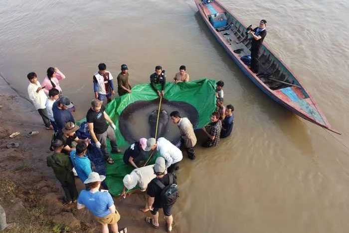 Con cá đuối được xác định là giống cái, nặng 300kg.