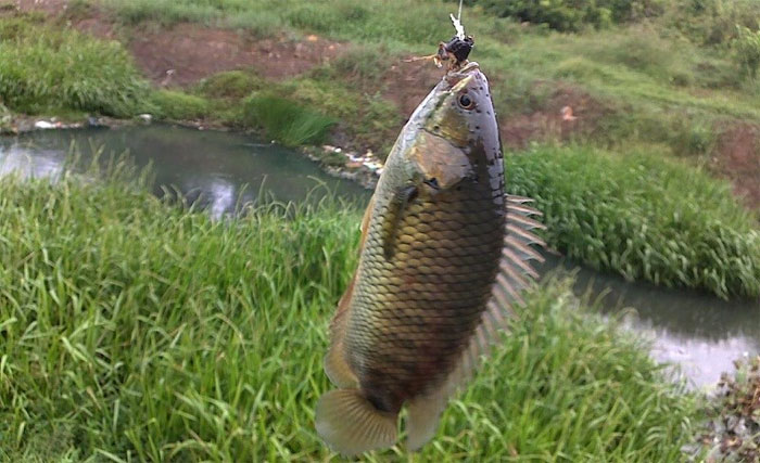 ca-ro-dong Cá rô đồng