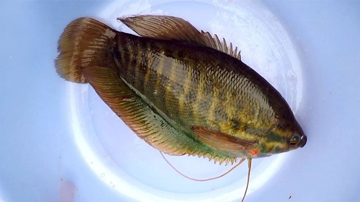 ca-sac Cá sặc