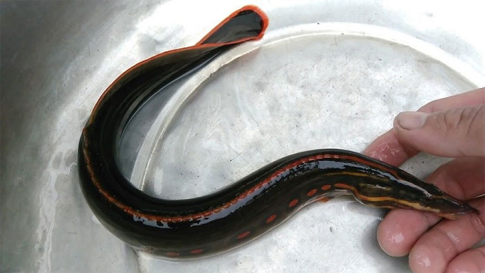 ca-trach Cá chạch