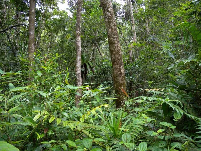Những khu rừng nhiều bóng râm là khu vực lý tưởng cho giun nhảy phát triển.