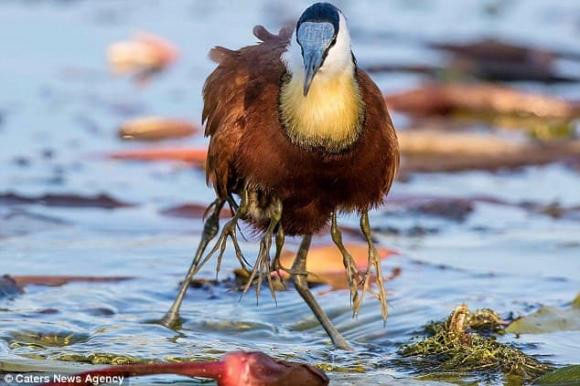 Chim Jacana kiếm ăn.
