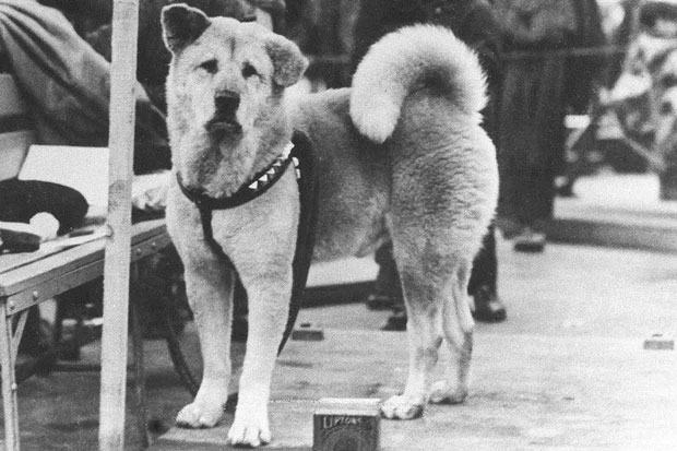 chu-cho-hachiko-1 Chú chó Hachiko