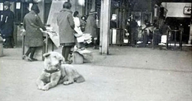 chu-cho-hachiko-3 Chú chó Hachiko kiên trì chờ đợi người chủ đã khuất ở ga Shibuya, Tokyo