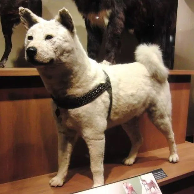 chu-cho-hachiko-7 Bộ lông của Hachiko tại bảo tàng