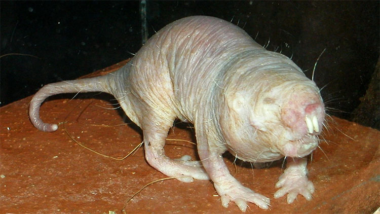 chuot-chui-khong-long Chuột chũi không lông