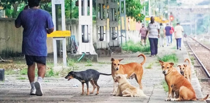 dan-cho-o-an-do-2 Bản năng bảo vệ lãnh thổ của chó rất cao