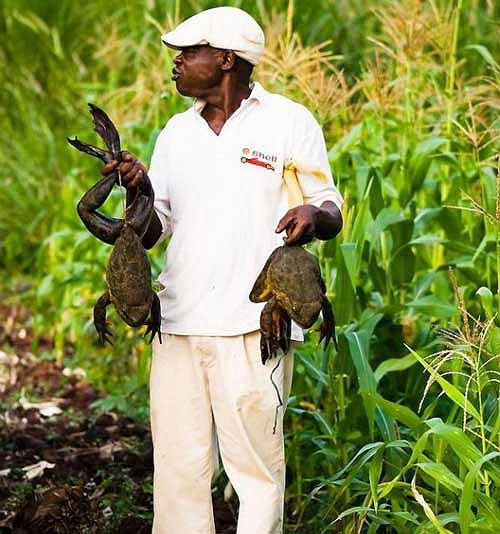 Kinh ngạc loài ếch khổng lồ, dài 1m, nặng 8kg Ếch con Goliath rất khó khăn để tồn tại trong môi trường tự nhiên.