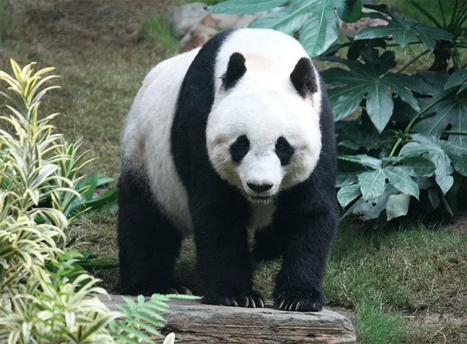 gau-truc-khong-lo Gấu trúc khổng lồ