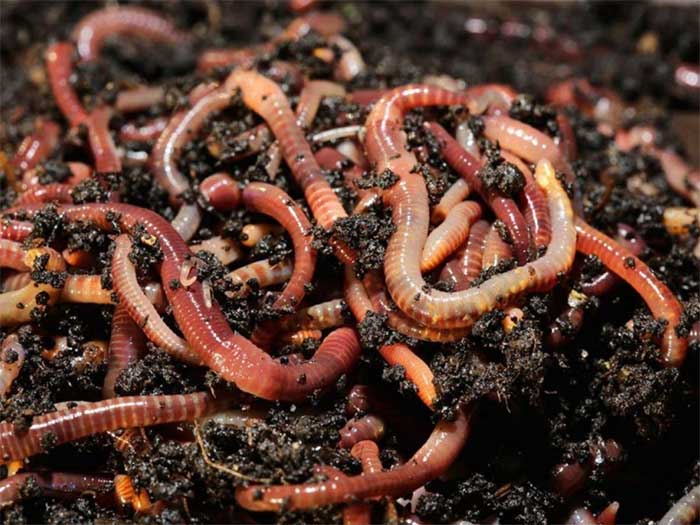 Những con giun có thể di chuyển 8 tấn đất trên mỗi mẫu đất.