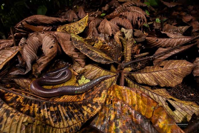 giun-ecuador-3 Vai trò của giun khổng lồ trong việc phân hủy chất hữu cơ cũng rất quan trọng
