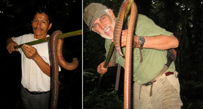 giun-ecuador Con giun có chiều dài 1,5m và có cân nặng ít nhất là 0,5kg.