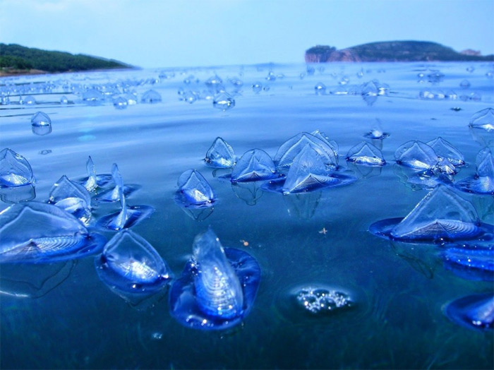 Sinh vật biển