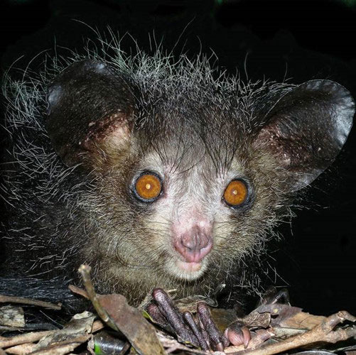 khi-aye-aye Khỉ aye aye