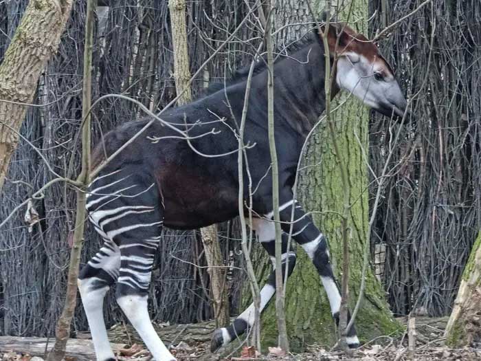 okapi Okapi