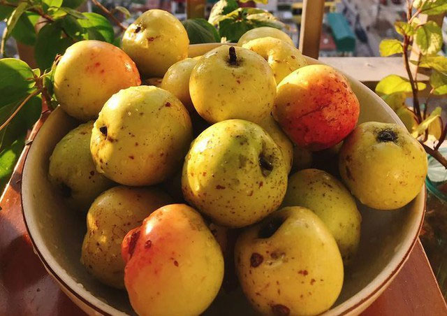 Táo mèo có nguồn khoáng chất và vitamin quan trọng.