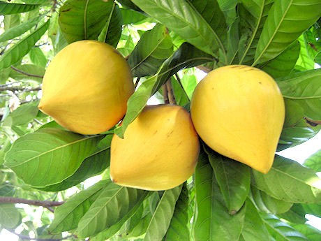 qua-trung-ga-2 Quả trứng gà tốt cho tim mạch.