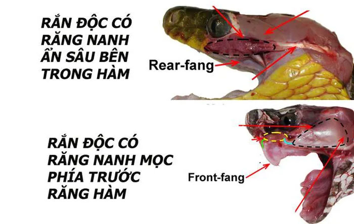 ran-co-do-1 Rắn cổ đỏ có răng nanh sau.